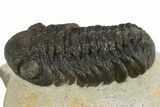 Detailed Austerops Trilobite - Nice Eye Facets #311070-2